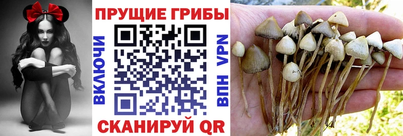Псилоцибиновые грибы Psilocybine cubensis  что такое наркотик  Донецк 